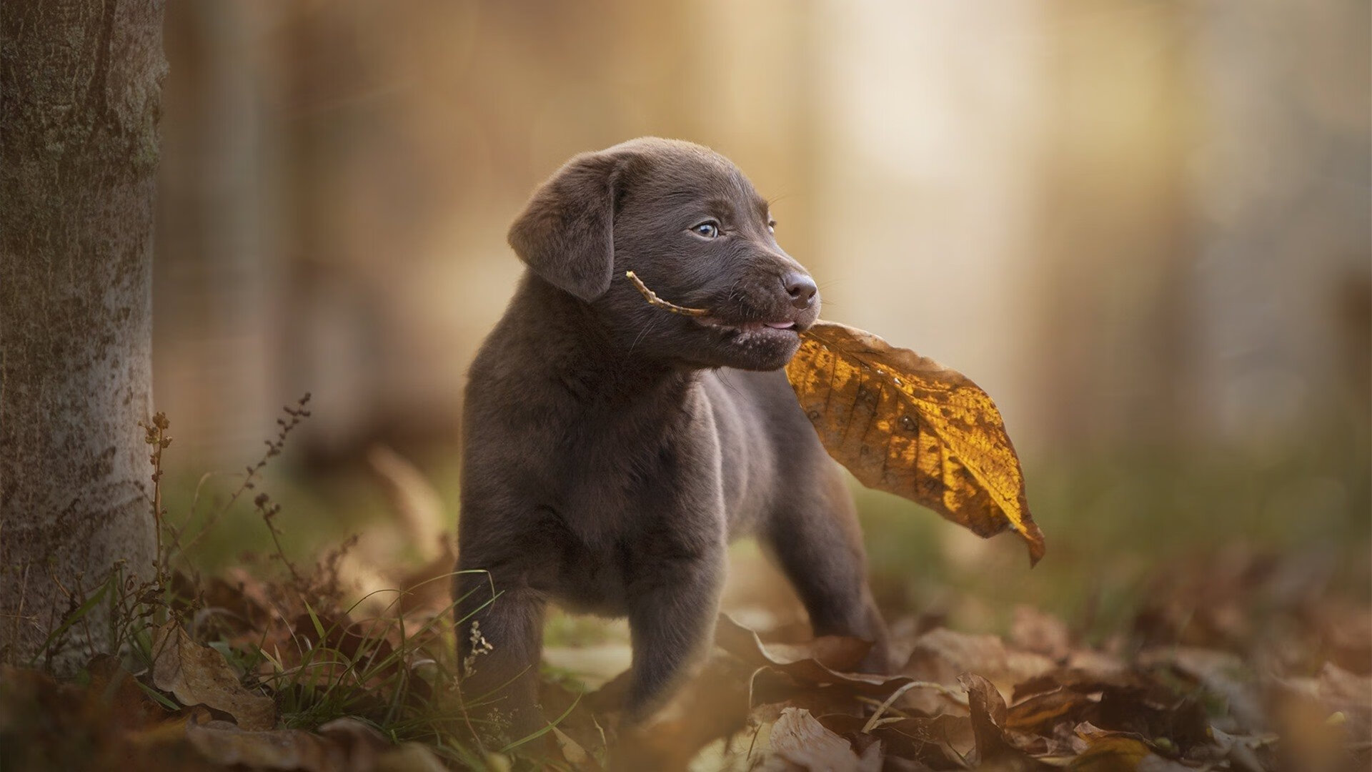 _云端跑步挑战：在虚拟世界中飞奔_，云端里跑马