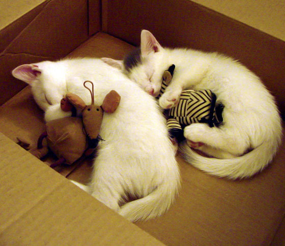 中国青少年足球“领跑者”项目全面启动,推动行业创新发展,中国青少年足球队名单