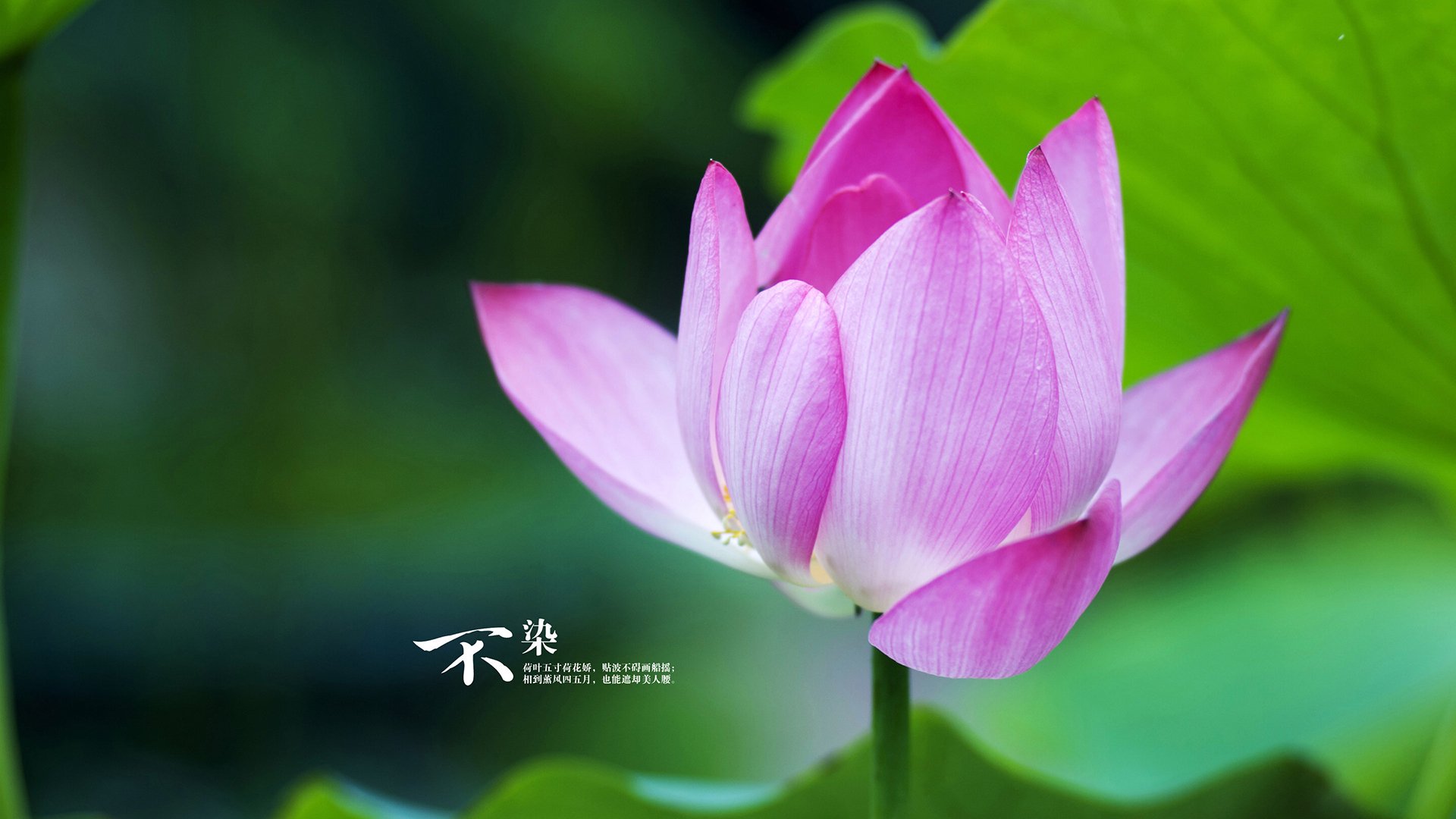 英超黄袍加身，精彩瞬间和战术创新令人期待，英超累计黄牌停赛规则