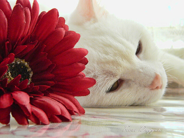 天津泰达客场负于对手,陷入低迷,天津泰达最新阵容