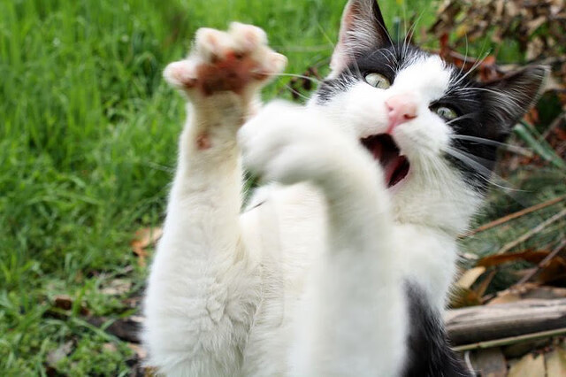 山西汾酒 防守效率提升，山西汾酒如何