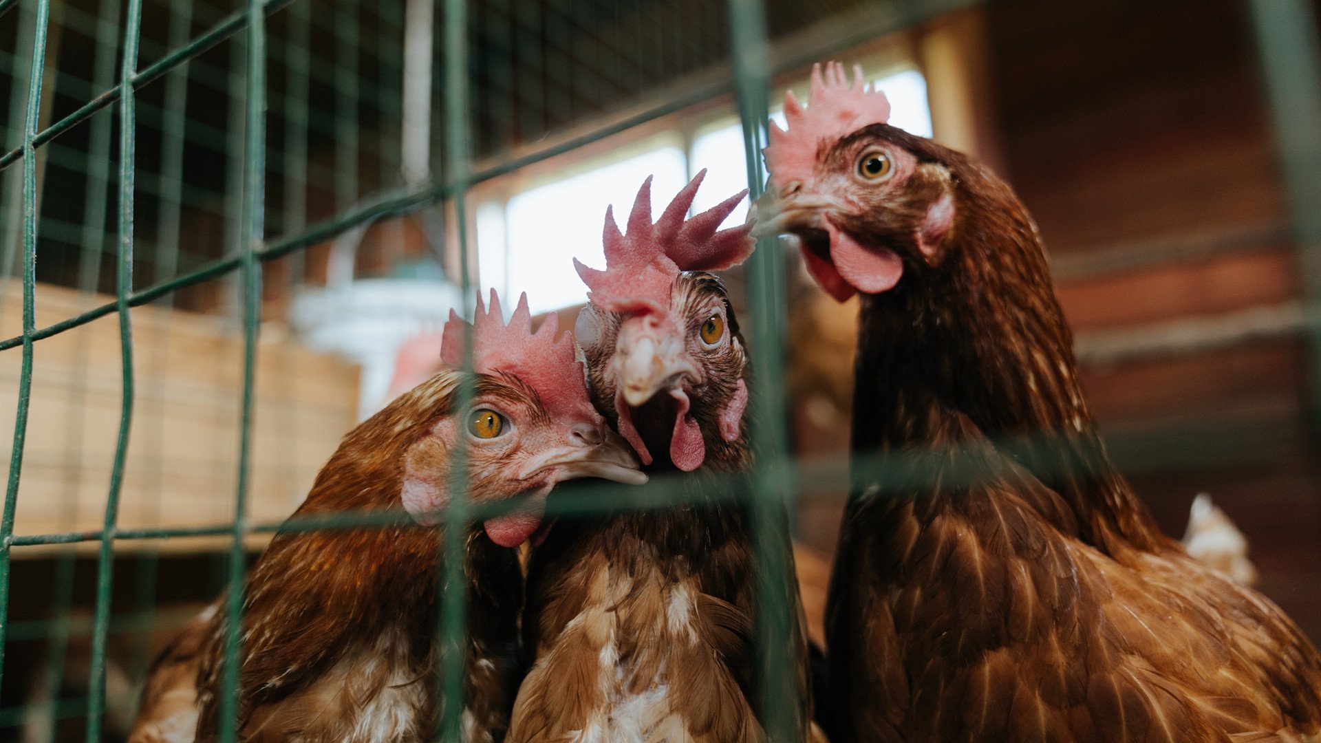 篮网新秀奥南瓦防守绝杀雷霆开心取胜，篮网队奥拉迪波