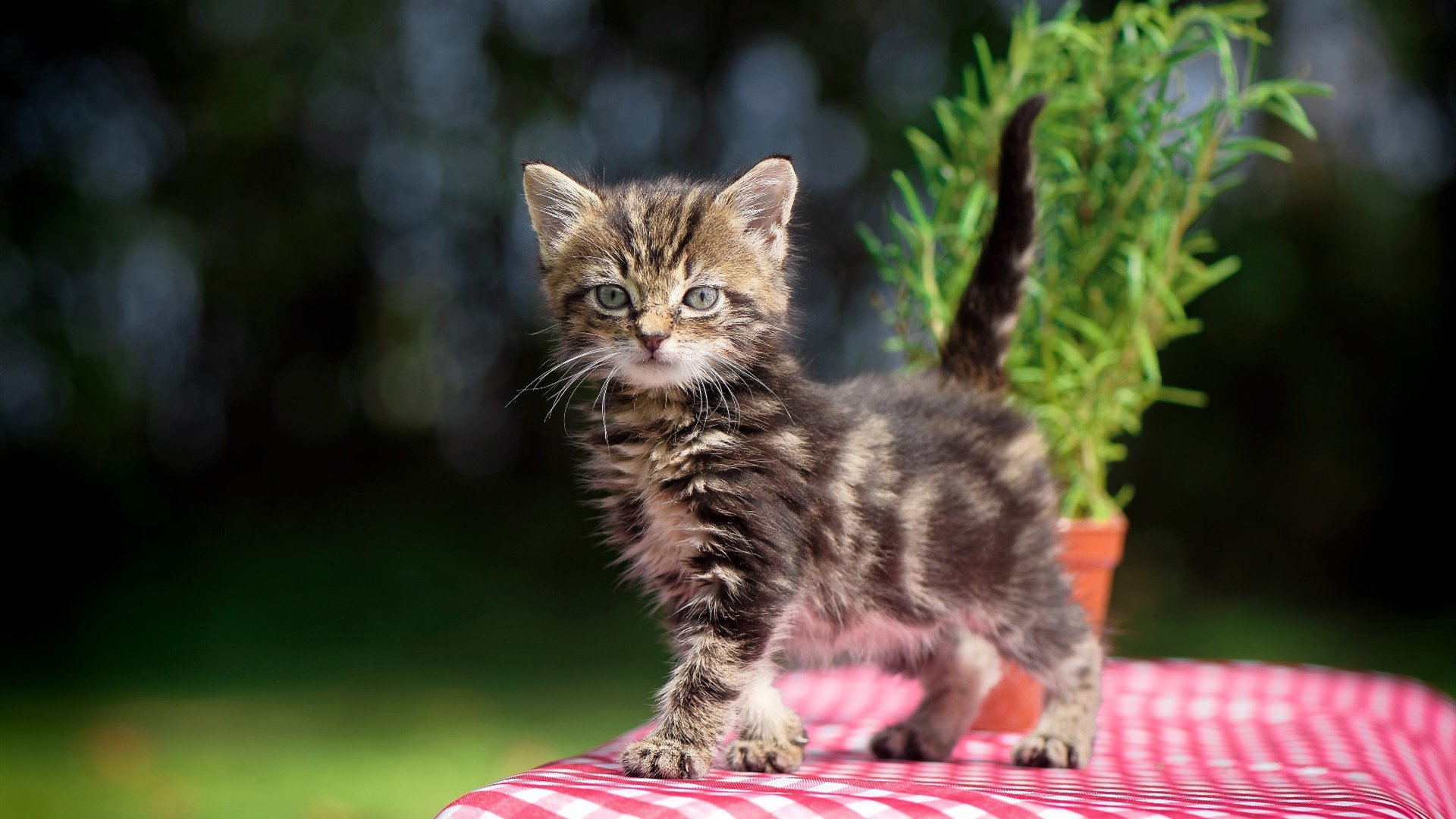 宝贝,300条目标正在逐步接近中!