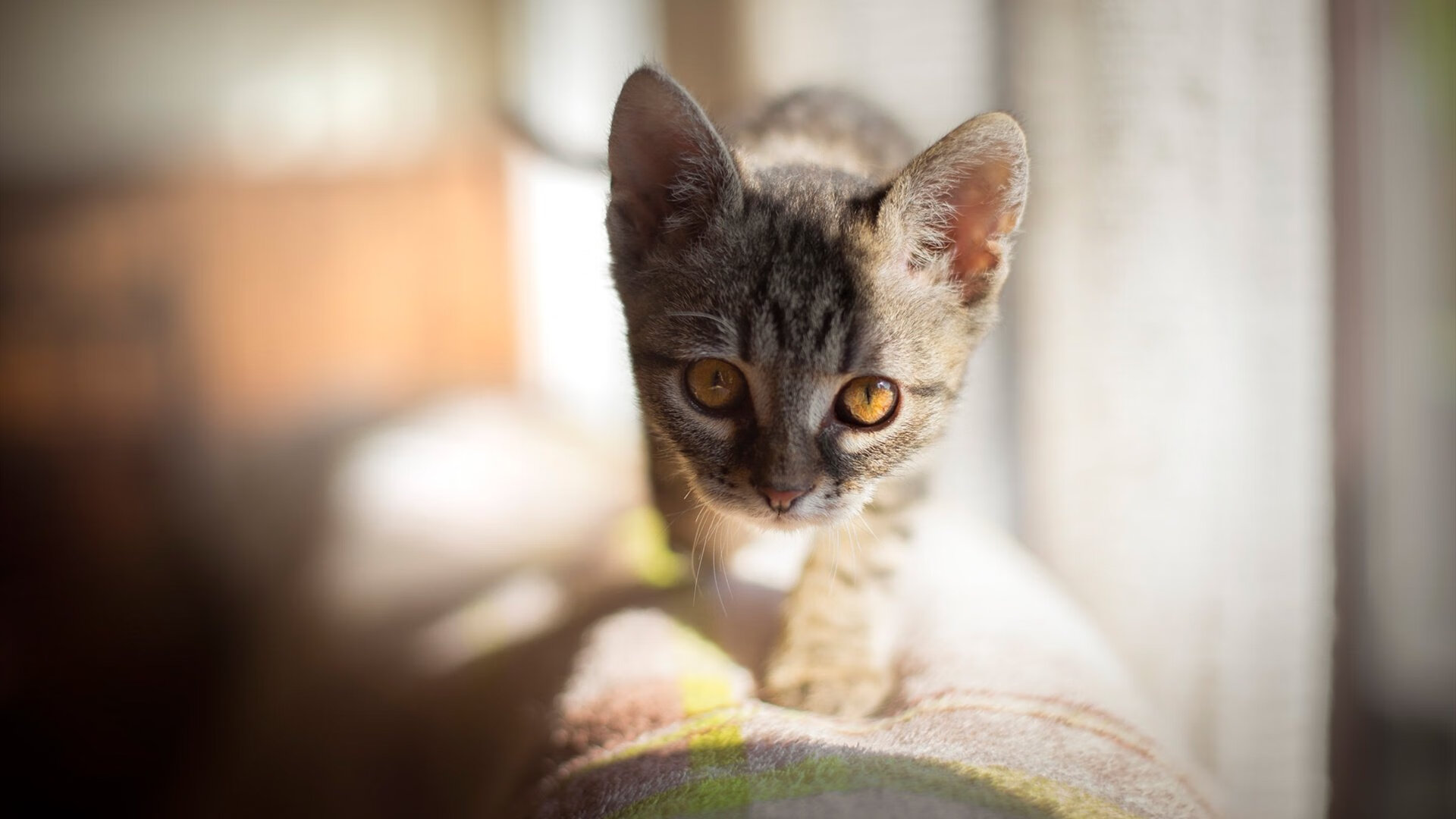 五大联赛是否通过球员配速分层形成全场节奏管理体系，五大联赛最快速度