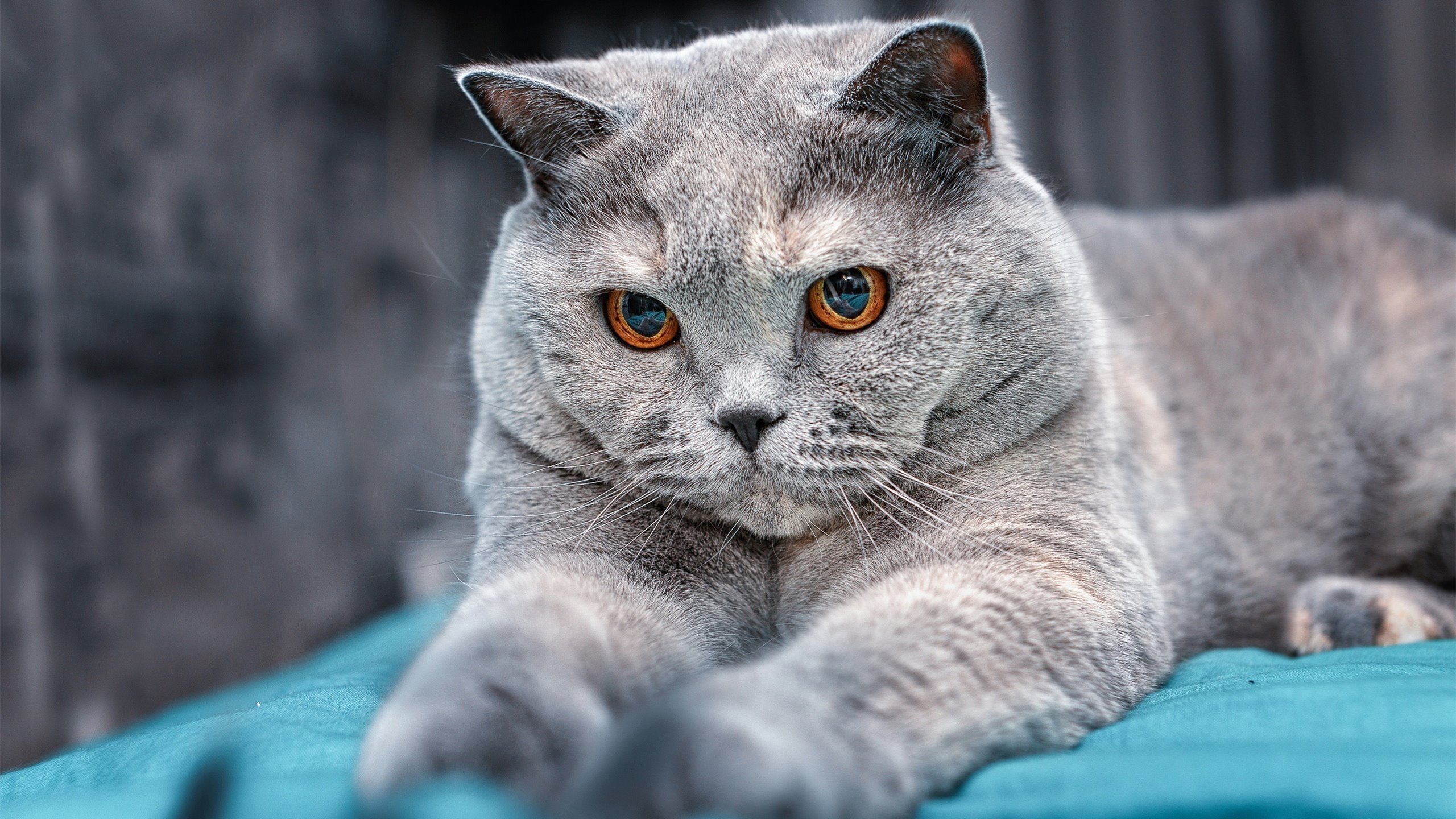 转换节奏中最容易被忽视的战术协同有哪些