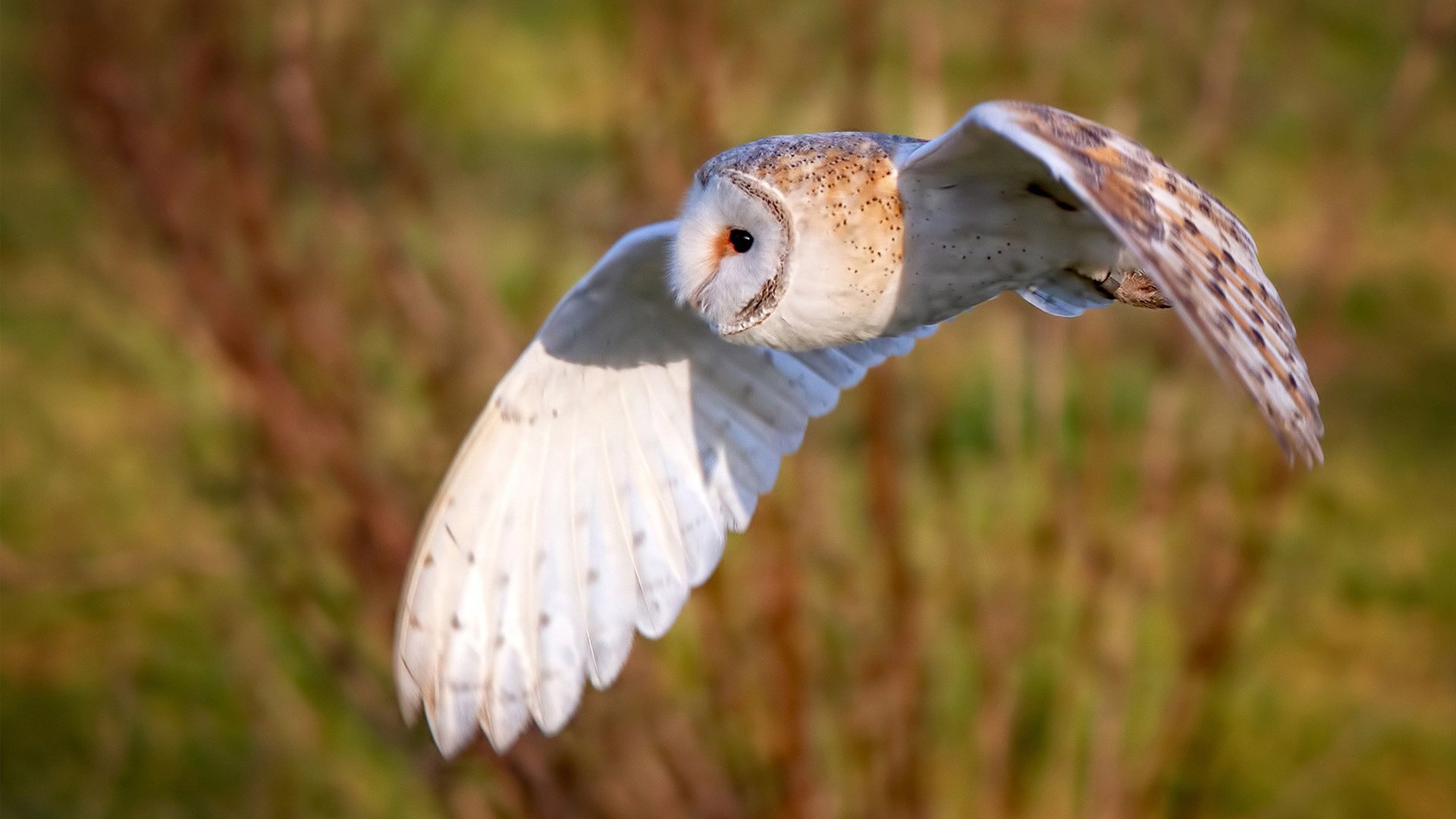 凯尔特人新援适应迅速已融入主力轮换体系，凯尔特人新人