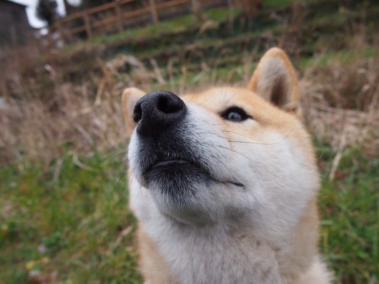 橄榄球冠军锦标赛：南半球四国谁将称雄，2020年橄榄球锦标赛