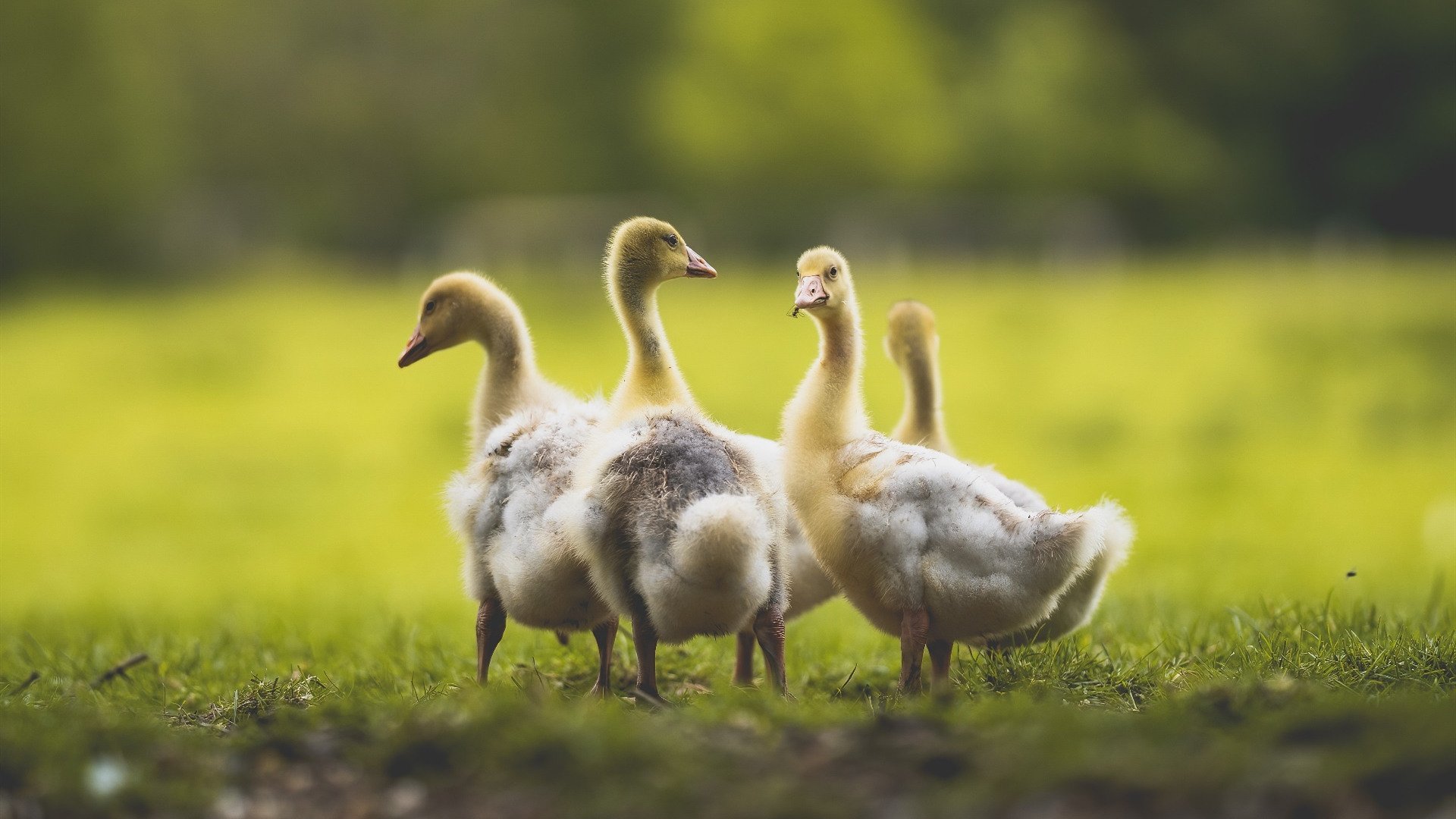 王楚钦比赛中临危不乱逆转获胜，王楚钦比赛中临危不乱逆转获胜的是谁