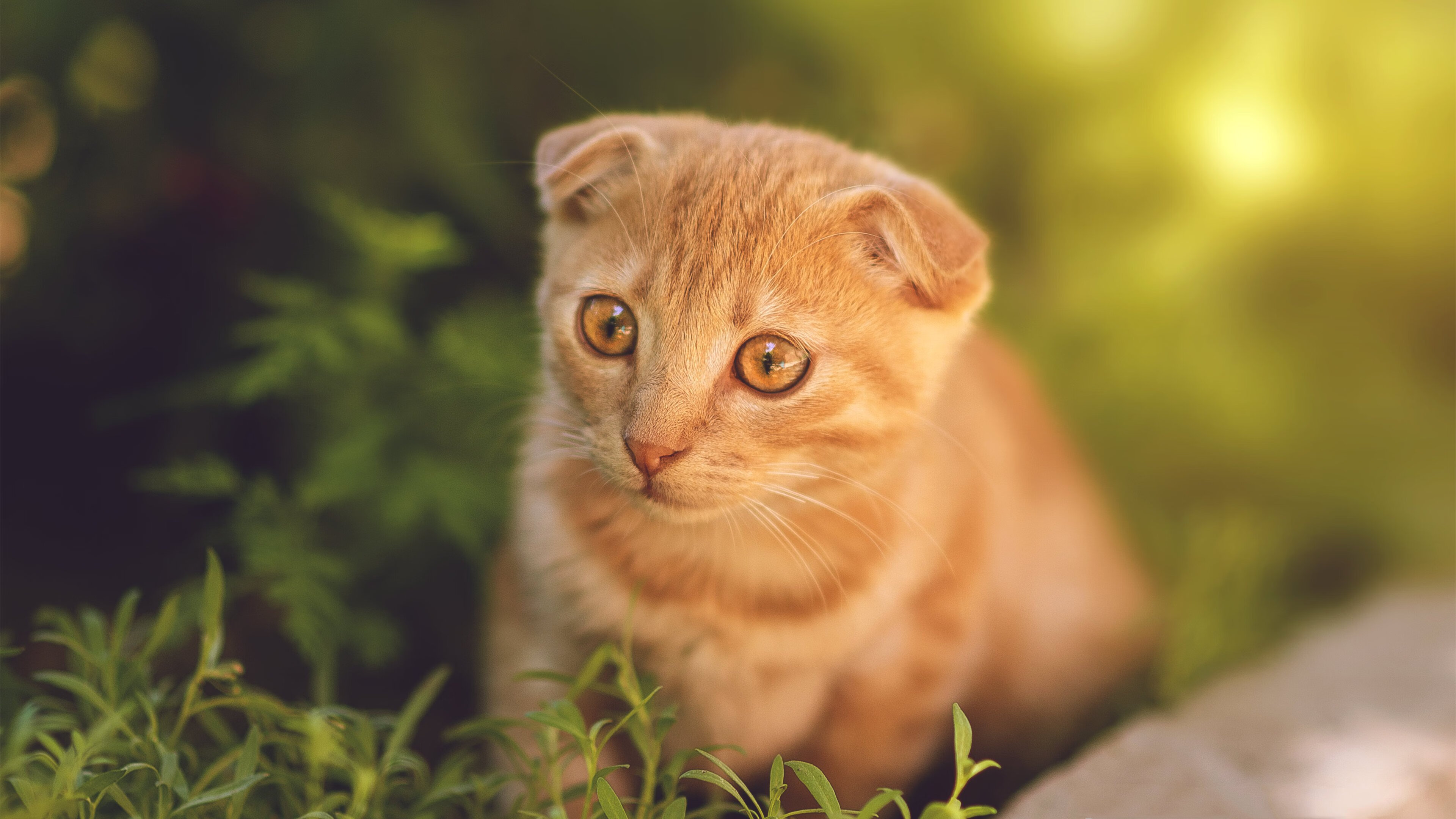 马修·图穆亚带领袋鼠队加强攻守转换，提升全队表现